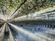 Dior – Haute Couture Printemps/Été 2026