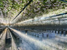 Dior – Haute Couture Printemps/Été 2026